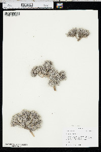 Phlox muscoides image