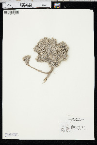 Phlox muscoides image