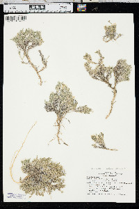 Phlox hoodii image