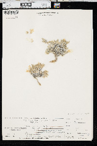 Phlox hoodii image
