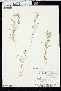 Phlox cuspidata image