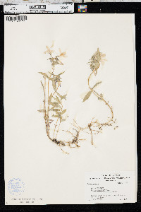 Phlox divaricata var. laphamii image