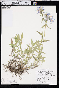Phlox divaricata var. laphamii image