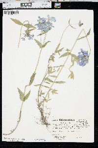 Phlox divaricata var. laphamii image