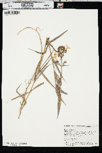 Phlox glaberrima image