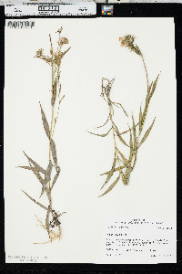 Phlox glaberrima image
