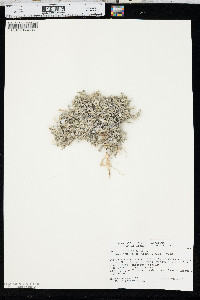 Phlox hoodii image