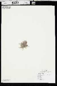 Phlox hoodii image