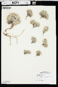 Phlox hoodii image