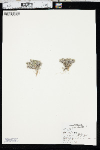 Phlox hoodii image