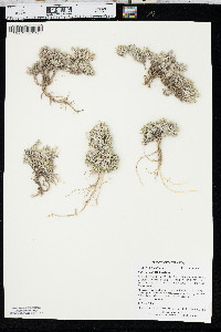 Phlox hoodii image