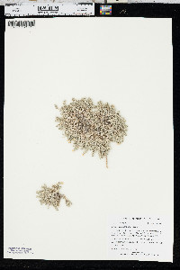Phlox hoodii image