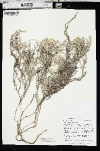 Phlox hoodii image