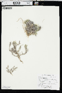 Phlox hoodii image
