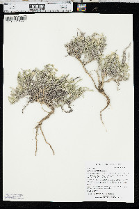 Phlox hoodii image