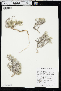Phlox hoodii image