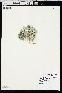 Phlox hoodii image