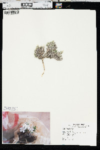 Phlox hoodii image