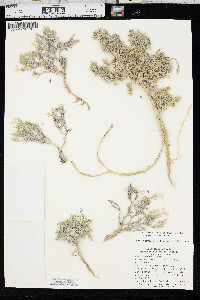 Phlox andicola image
