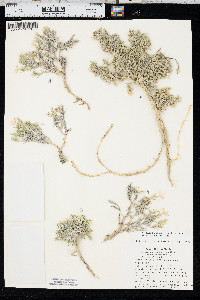 Phlox andicola image