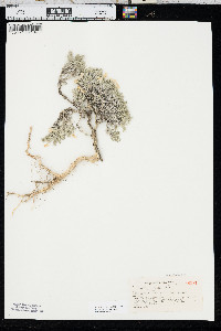Phlox hoodii image