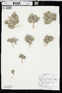 Phlox hoodii image