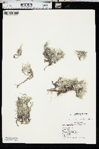 Phlox hoodii image
