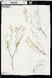 Phlox longifolia image