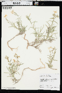 Phlox longifolia image