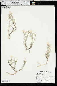 Phlox longifolia image