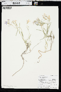 Phlox longifolia var. longifolia image