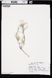 Phlox longifolia image