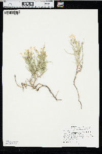Phlox longifolia image