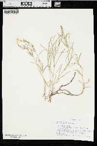 Phlox longifolia image