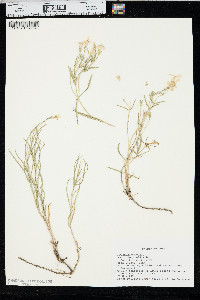 Phlox longifolia image