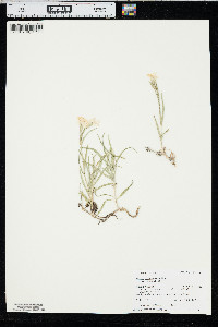 Phlox longifolia var. longifolia image