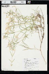 Phlox longifolia var. longifolia image