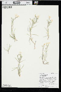 Phlox longifolia var. longifolia image