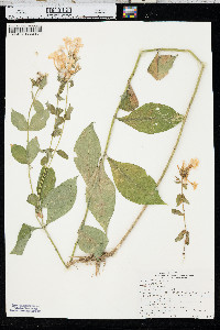 Phlox paniculata image