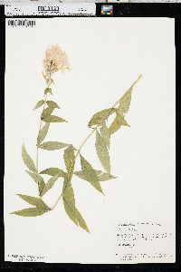 Phlox paniculata image