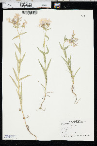 Phlox pilosa subsp. pilosa image
