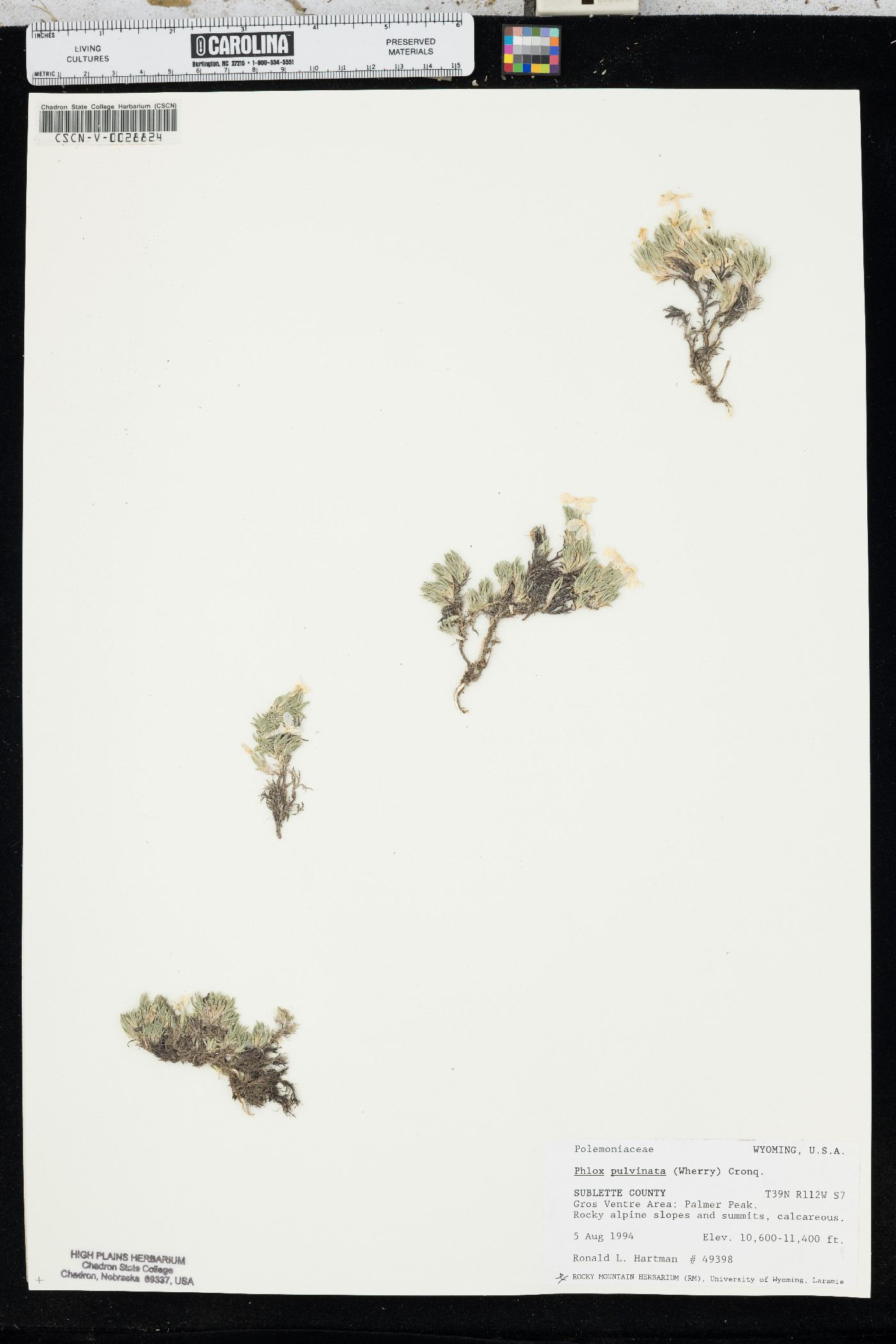 Phlox pulvinata image