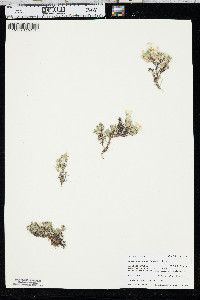 Phlox pulvinata image