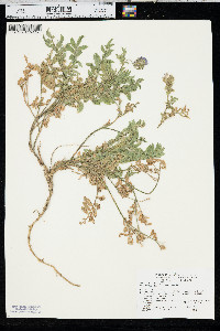 Polemonium californicum image