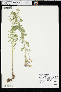 Polemonium foliosissimum image