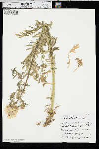 Polemonium foliosissimum image