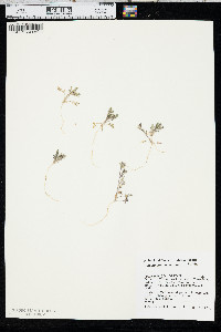 Polemonium micranthum image