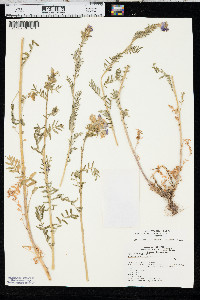 Polemonium occidentale image