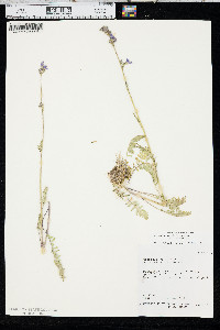 Polemonium occidentale subsp. occidentale image