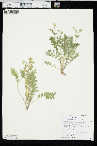 Polemonium pulcherrimum image